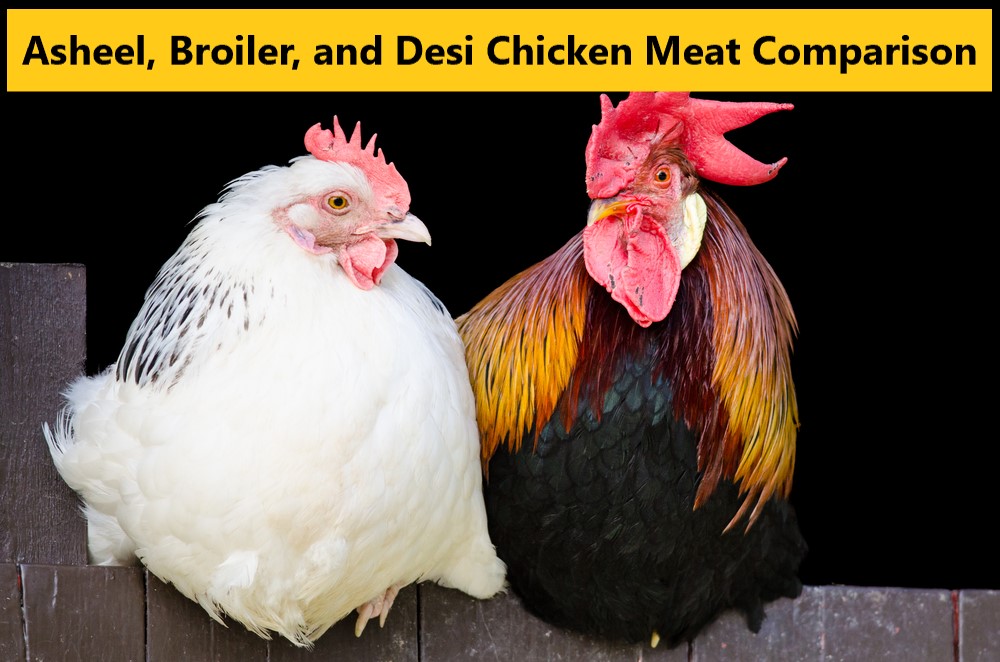 Asheel, Broiler, and Desi Chicken Meat Comparison