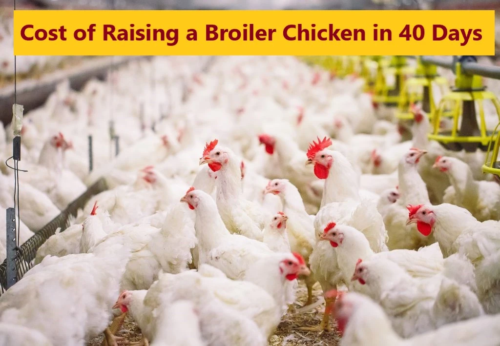 The Cost of Raising a Broiler Chicken in 40 Days in Pakistan