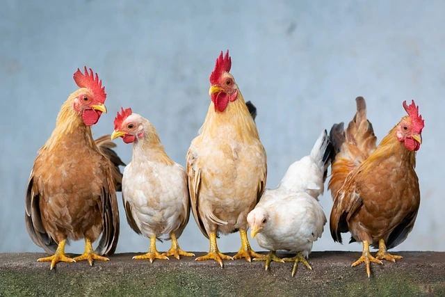 Desi chicken price in Pakistan – Latest Desi Chicken price 2023