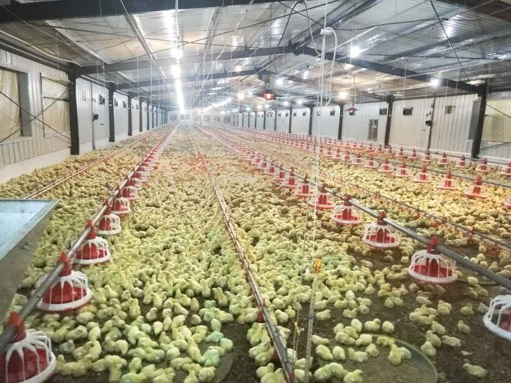 How Much It Costs to Start a Poultry Business in Pakistan