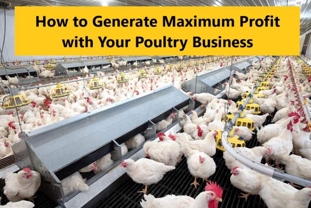 How to Generate Maximum Profit with Your Poultry Business