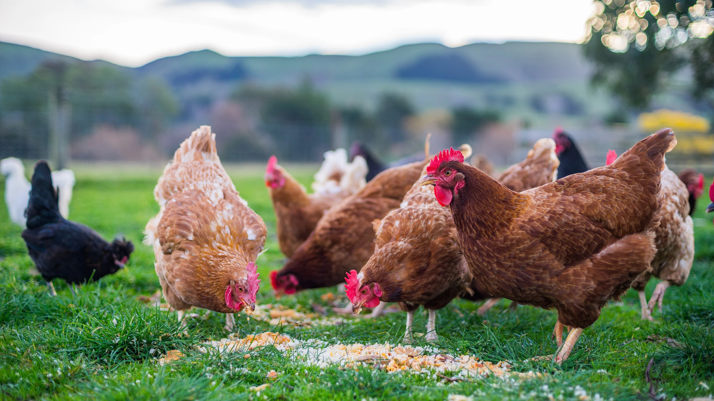 How to Raise Healthy Chickens in Pakistan - Expert Opinions