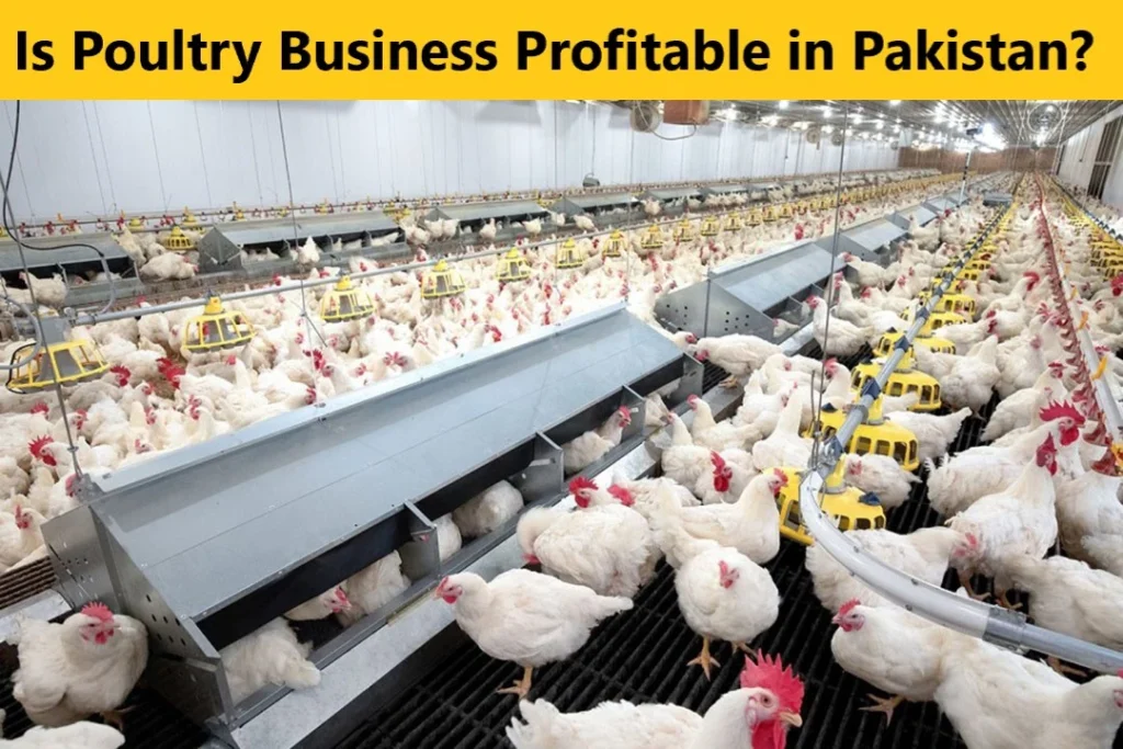 Is Poultry Business Profitable in Pakistan