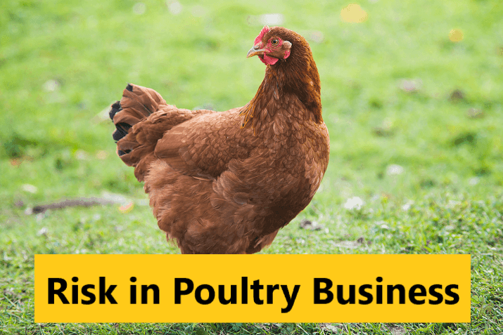 Risk in Poultry Business