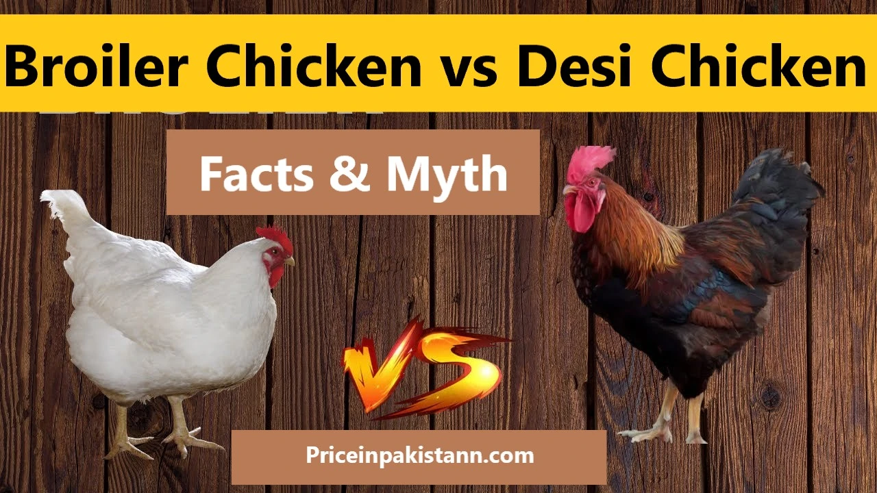Why Desi Chicken is Better than Broiler Chicken?