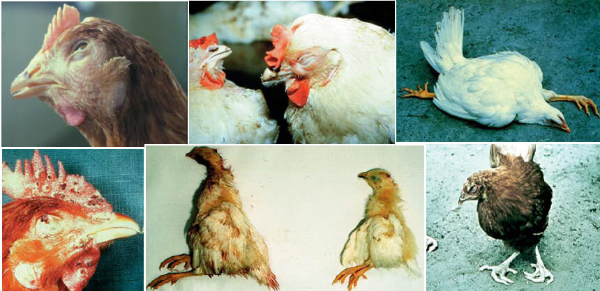 Types of Chicken Disease and their Medical Expenses